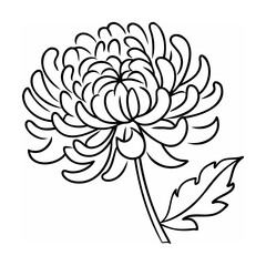 Black and White Line Drawing of a Chrysanthemum Flower
