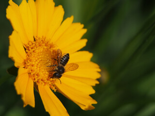 Close-up of a willughby&rsquo;s leaf-cutter bee (megachile willughbiella) collecting pollen of a coreopsis lanceolate L.