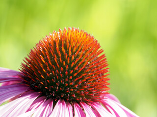 Isolated extreme close-up of the pistils of a purple coneflower (echinacea purpurea (L.) moench)