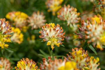 Macro Photo of Anthyllis Vulneraria (Kidney Vetch) Wildflowers in Bloom – Vibrant Yellow and...