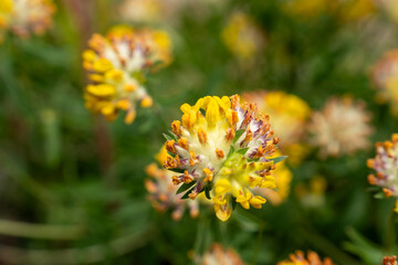 Macro Photo of Yellow and Orange Blossoms of Kidney Vetch – Summer Wildflower from Clover Family...