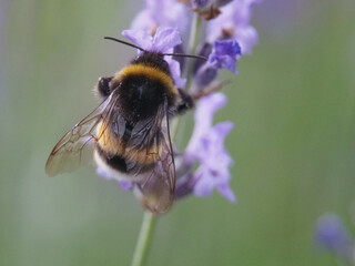 Isolated macro back view close-up of a buff-tailed bumblebee (bombus terrestris) or large earth...