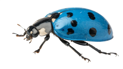 ladybug, isolated transparent background