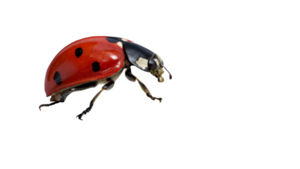 ladybug, isolated transparent background