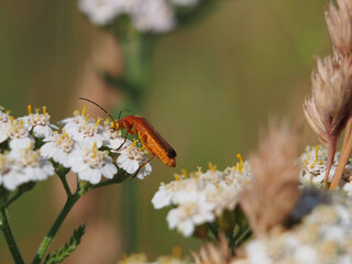 Isolated close-up side view of a common red soldier beetle (rhagonycha fulva) feeding of the nectar...