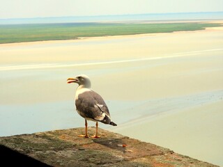 le mont saint michel (manche)