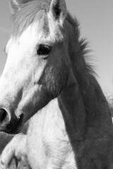 Camargue