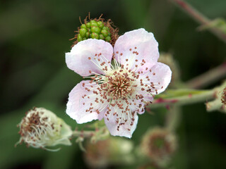Isolated close-up of the blossom and pistils of an elmleaf blackberry (rubus ulmifolius) or...
