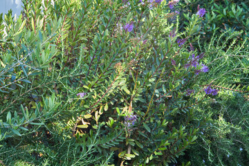 Lavender Plants with Purple Flower Buds in Garden Bed
