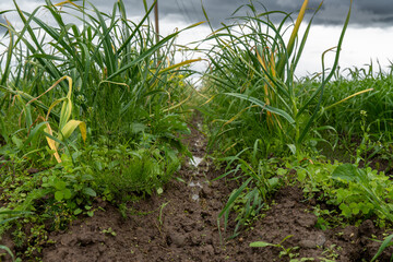 Garlic Field After Rain – Wet Soil and Green Rows of Plants Growing in Organic Farmland Under...