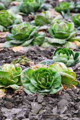 Cabbage growing in farm field with green leaves