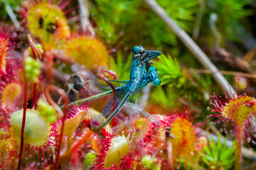 Azuurwaterjuffer Gevangen door Zonnedauw - Azure Damselfly Trapped by Sundew