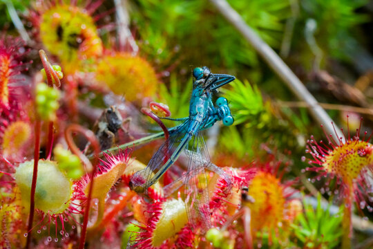 Azuurwaterjuffer Gevangen door Zonnedauw - Azure Damselfly Trapped by Sundew