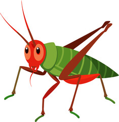 Cricket white background isolated on white 
