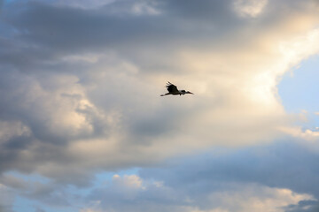 Fototapeta premium A lone bird in flight against a changing sky with dramatic clouds illuminated by soft sunlight symbolizes freedom and space.
