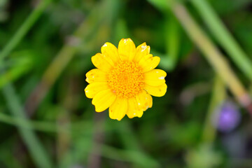 yellow flower in the garden