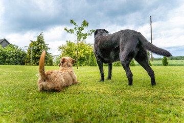 Fototapeta premium Black and Brown Dogs Relaxing in Summer Garden – Loyal Companionship and Rural Life Scene