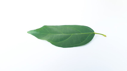 Fresh grass jelly leaves on a white background. Also known as Cincau atau cincau hijau (Cyclea barbata). Used to produce typical Indonesian green grass jelly.