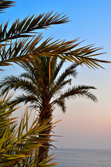 Fototapeta premium palm trees at sunset