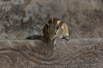 A close-up shot of an Indian palm squirrel