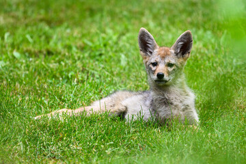 Coyote pup canis latrans attentive while relaxing on green grass