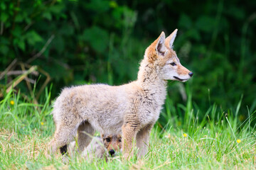 Coyote pup standing in alert pose with sibling beneath in grass