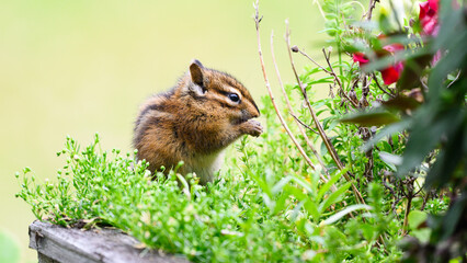 Chipmunk eating in a garden planter with a bed of thyme