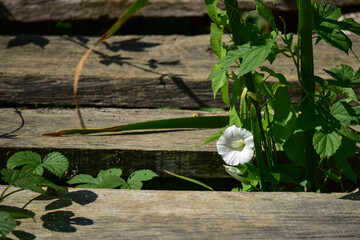 white flowers on a wooden background