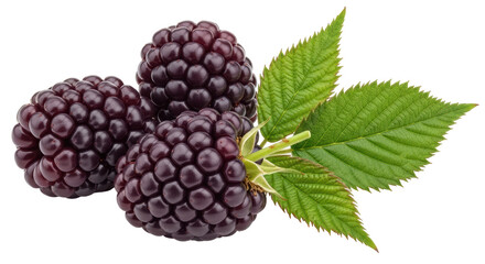 Isolated Three Blackberries with Leaves