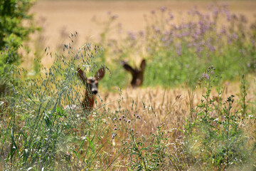two deer in the weeds