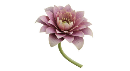 Isolated Pink Lotus Flower