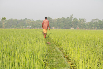 
Fatehabad-Cumilla,‎March ‎19, ‎2025, Bangladesh a farmer is working in the agricultural...
