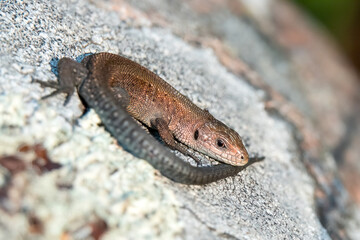 Common lizard