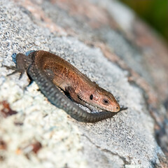 Common lizard