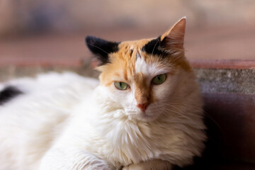 Cat with green eyes lying on the floor and looking at the camera