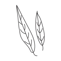 willow leaf_outline.Simple line art illustration of two leaves. © Anzhela