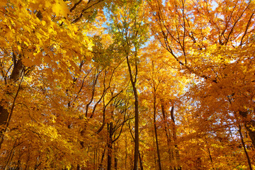 Nature in fall season. Autumnal sunny day. Seasonal leaves on tree. Autumn leaves. Natural autumn leaves. Autumn beauty of nature. Fall season nature. Fall leaves of tree. Autumn tree