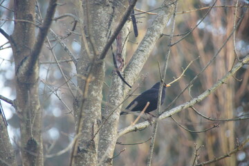 Obraz premium Blackbird on a branch