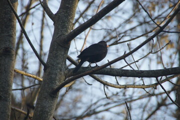 blackbird on a branch