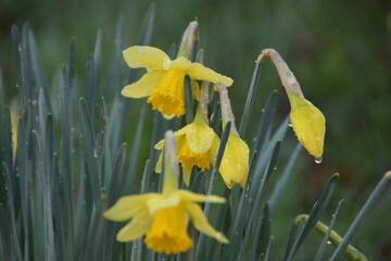 Daffodils 