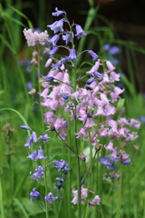 Obraz premium Blue and pink wild bluebells in a spring woodland