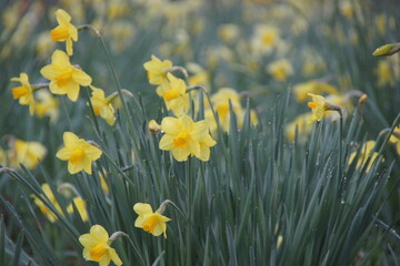 Obraz premium Daffodils 