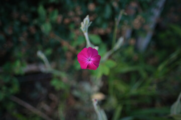 Small pink flower on a blurred green background