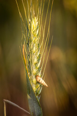 A pointed snail on a ear of wheat, with a shallow depth of field