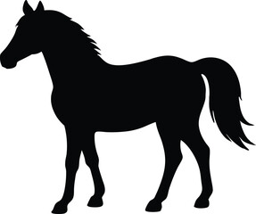 Morgen horse silhouette,  horse vector illustration