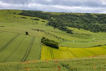 An idyllic South Downs landscape on a summer's day, with poppies in bloom at the edge of farmland