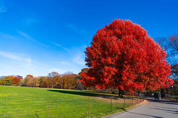 Autumn beauty of nature. Fall season nature in park. Fall tree, copy space. Autumn tree. Nature in fall season. Park in autumn. Seasonal tree leaves. Natural autumnal landscape. Red and orange hues