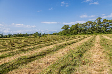A freshly cut hay meadow in the South Downs, with a blue sky overhead