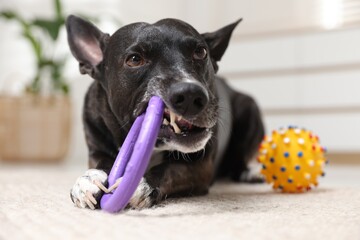Cute dog chewing toy on floor at home