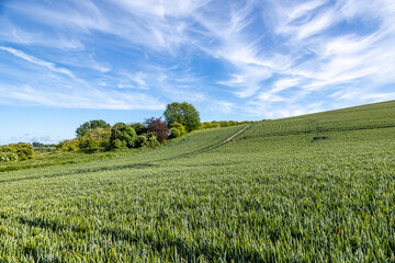 Green cereal crops in the South Downs, with a blue sky and wispy clouds overhead